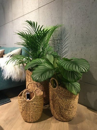 Palm Mixtures 5 seeds - Vesta Market