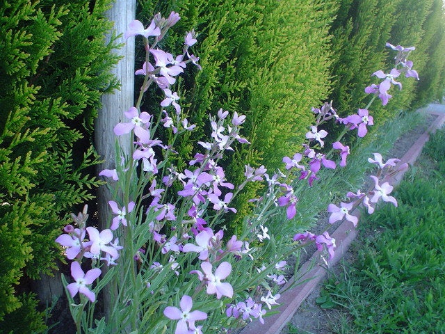 night scented stock plants Night-Scented Stock – Matthiola longipetala – Approx. 900–1,200 Seeds –  VestaMarket.pl