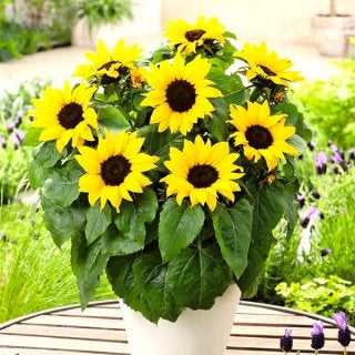 sunflower potted plant Polino Cola Potted Sunflower – Helianthus annuus – 50 Seeds – VestaMarket.pl