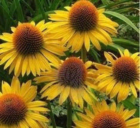 Yellow Coneflower Seeds Vesta Market