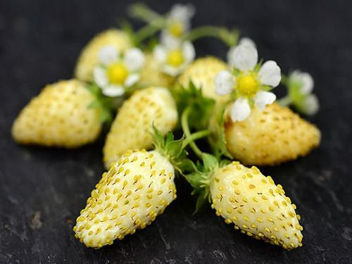 yellow strawberry seeds Yellow Wonder Wild Strawberry – Yellow – Approx. 275 Seeds (0.1g)