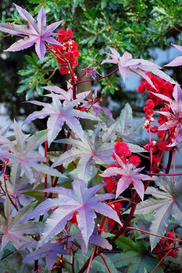 castor oil seed plant Castor Oil Plant – 5 Seeds | Ricinus communis | Exotic Ornamental