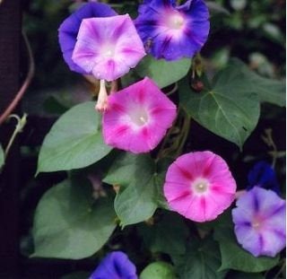 Three-colored wolf-berry seeds Vesta Market