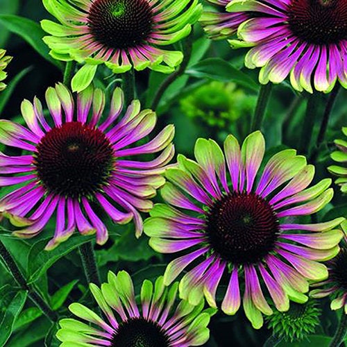 echinacea green twister seeds Coneflower Green Twister (Echinacea) Seeds