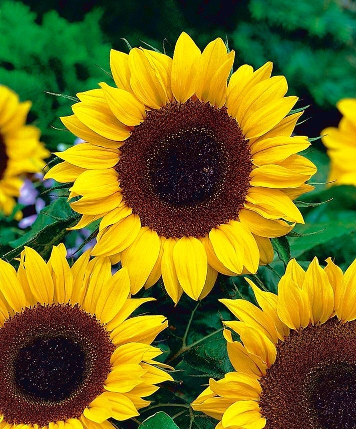 Sunflower Taiyo 50 seeds Vesta Market