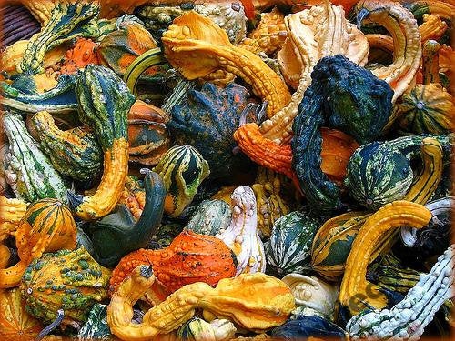 Pumpkin - Little Indian - 20 seeds - Vesta Market