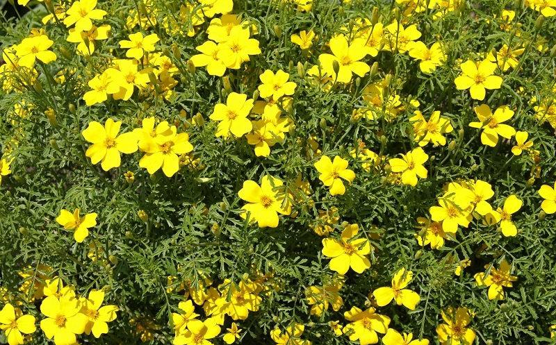 Signet Marigold Lulu 50 seeds Vesta Market