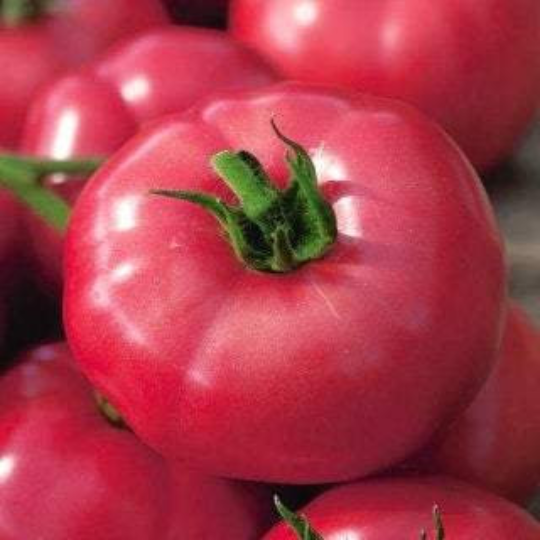 Rodeo Rasberry Tomato 50 Seeds Vesta Market