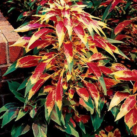 Amaranth Tricolor 50 Seeds. - Vesta Market