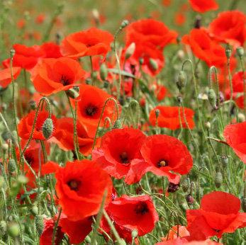 annual poppies flower seeds Wild Poppy Flower Red (Papaver rhoeas) – 1000 Seeds – Annual Wildflower for  Sunlit Gardens