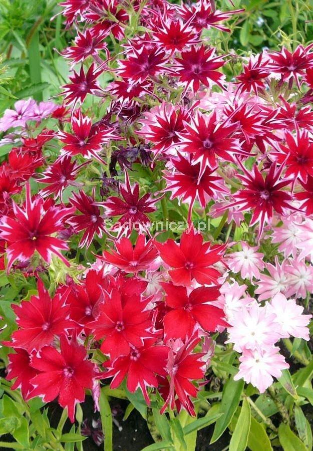 Annual Phlox Mixed Colors 100 seeds - Vesta Market