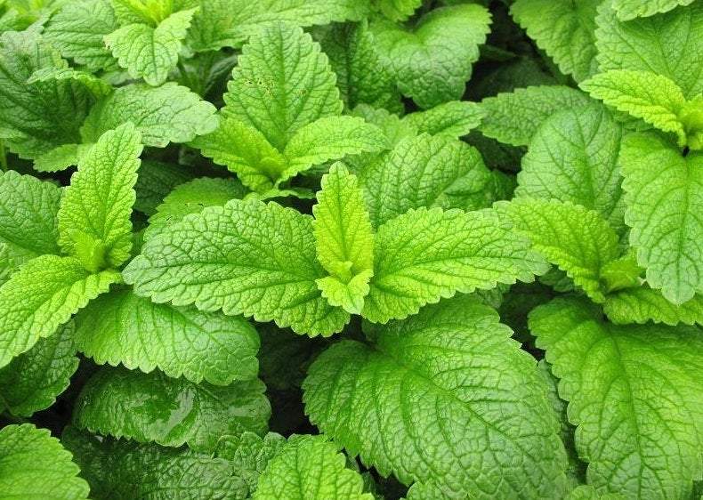 Lemon Balm 100 Seeds - Vesta Market