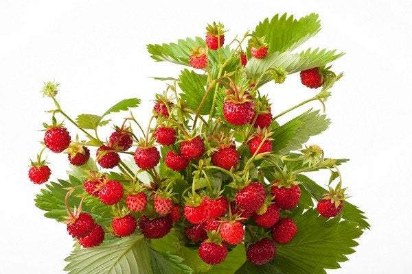 baron von solemacher strawberry seeds Wild Strawberry Baron von Solemacher 200 Seeds
