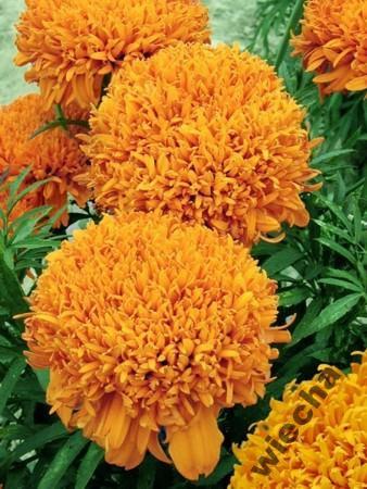 giant african marigold seeds African Marigold 'Fantastic' (Tagetes erecta) - 50 Seeds