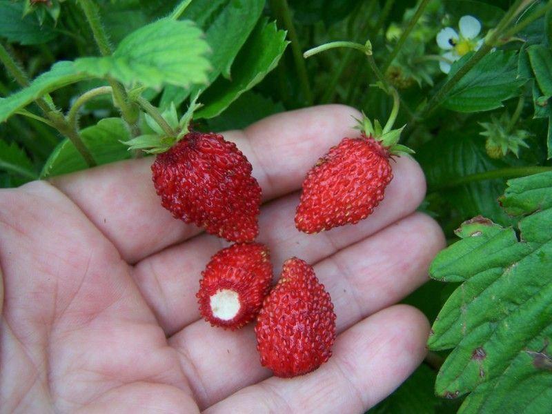 strawberry mignonette seeds Wild Strawberry Rügen – Very Fertile Fruits – Fragaria vesca – 100 See – VestaMarket.pl