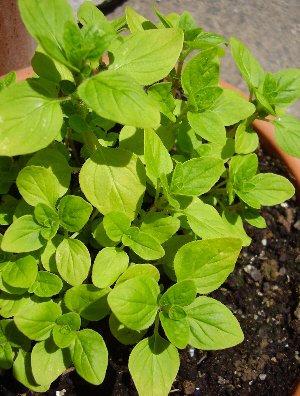 Marjoram 500 Seeds - Vesta Market