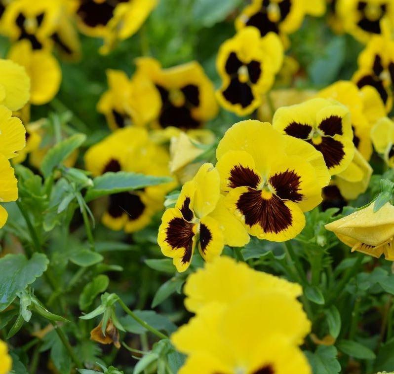 Pansy Yellow Blotched 50 seeds - Vesta Market