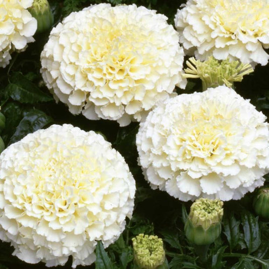 African Marigold Kilimanjaro 30 seeds - Vesta Market