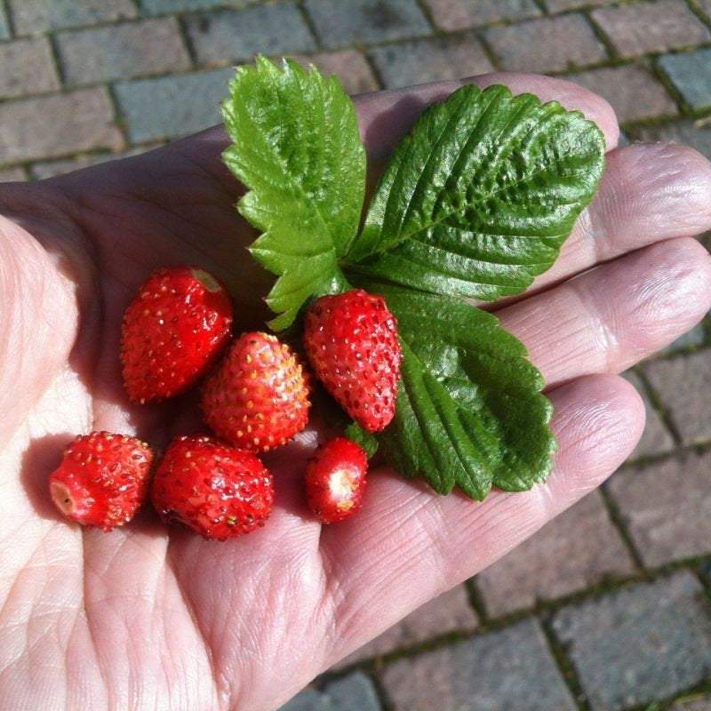 wild strawberry seed Wild Strawberry – Large Fruit – Fragaria vesca – 100 Seeds – VestaMarket.pl