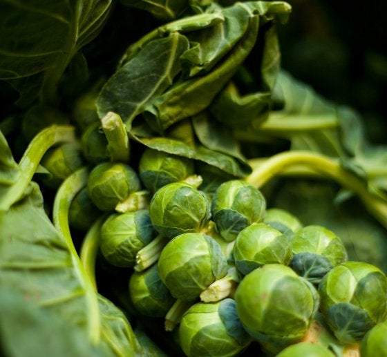 Brussel Sprouts Groninger 200 Seeds - Vesta Market