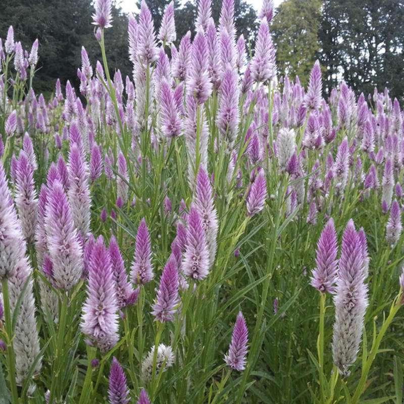 Plumed Cockscomb 50 Seeds - Vesta Market