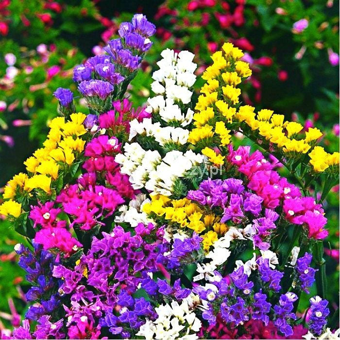 Wavyleaf Sea Lavender (Limonium sinuatum) – 50 Seeds Mix Colors