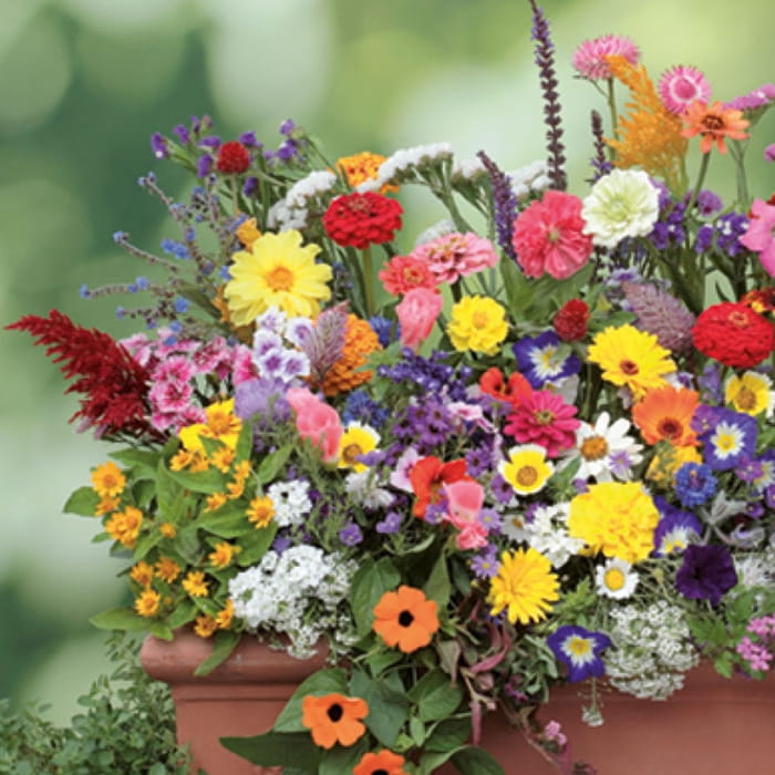 balcony flower seeds Balcony Flower Mix – 200 Seeds | Non-GMO