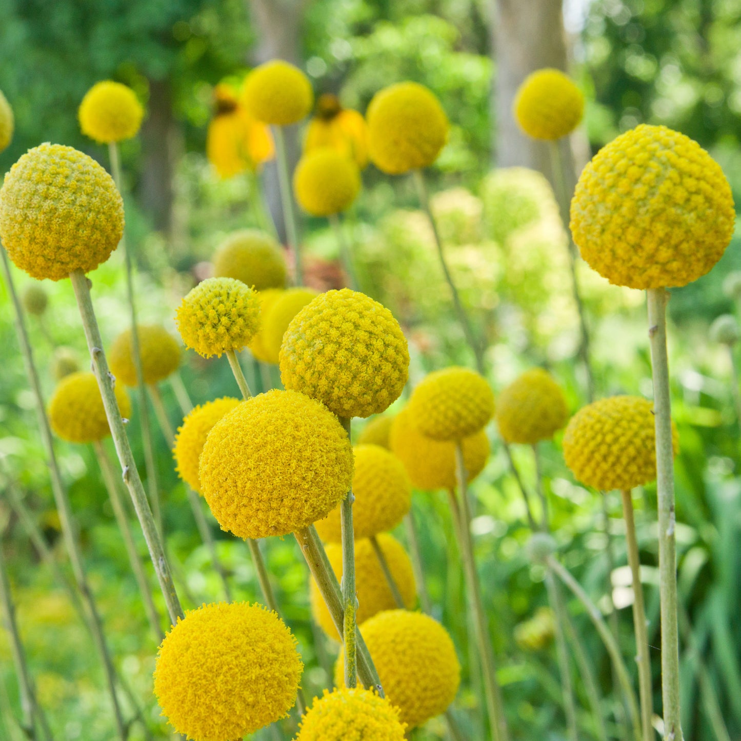Craspedia 50 seeds - Vesta Market