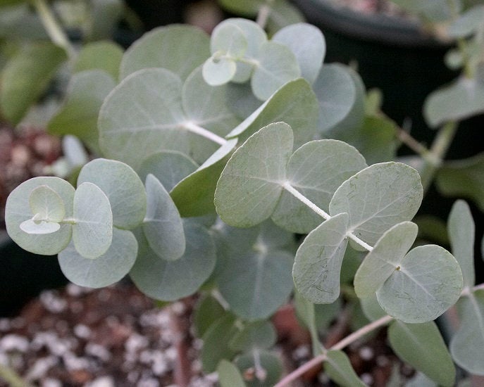 Silver Dollar Tree, Eucalyptus cinerea 20 seeds Vesta Market