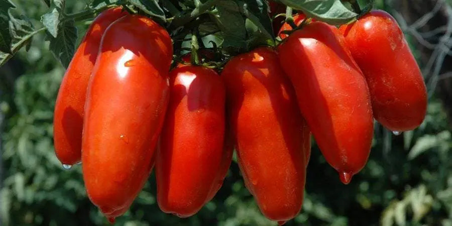 European San Marzano 3 Tomato Seeds 15 seeds - Vesta Market
