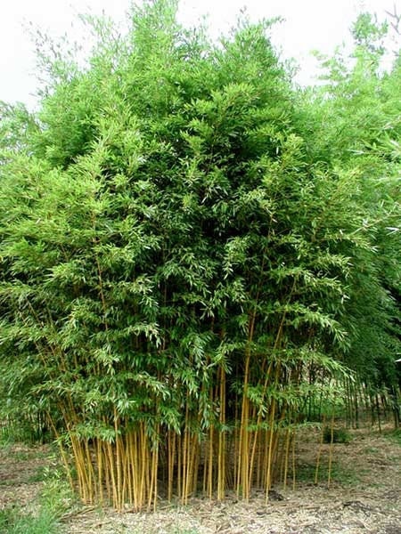 Giant Bamboo Moso (Phyllostachys edulis) – 3 Premium Seeds