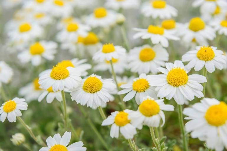 Chamomile Herb BIO Organic 25g 0.88 oz - Vesta Market