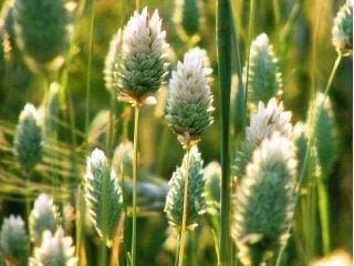 Canary Brain seeds, non GMO, fresh, easy to grow - Vesta Market