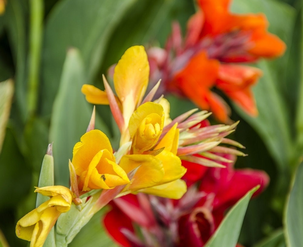 Canna indica, Indian shot, African arrowroot, edible canna, purple arrowroot, Sierra Leone arrowroot mix SEEDS - Vesta Market
