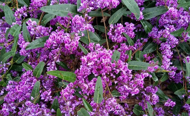 Wild Wisteria Hardenbergia violacea 'Rosea' Pink Coral Pea 5 seeds, non GMO, fresh, easy to grow Vesta Market