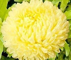 Aster Tall Peony Sonata 200 seeds, fresh, easy to grow - Vesta Market