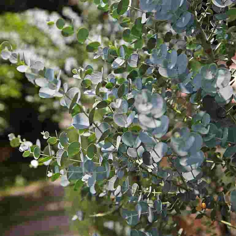 Eucalyptus globulus - Southern Blue Gum - 10 seeds - Vesta Market