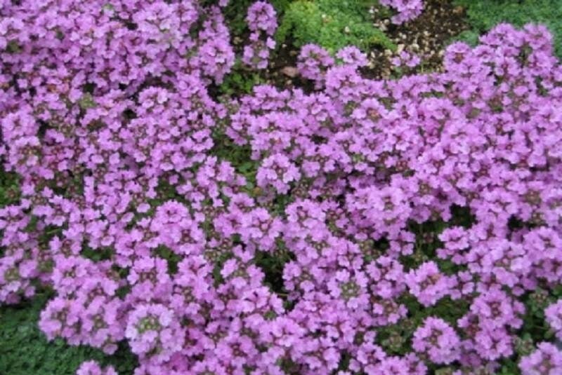 Breckland Wild Thyme 100 seeds - Vesta Market