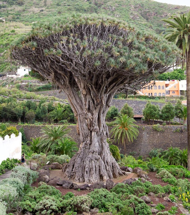 dracaena seeds Cape Verde Dragon Tree (Dracaena draco) – 3 Stunning Seeds