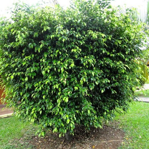 Java Fig Seeds  Ficus benjamina (Weeping Fig / Benjamin Tree)  20 Se   VestaMarket.pl