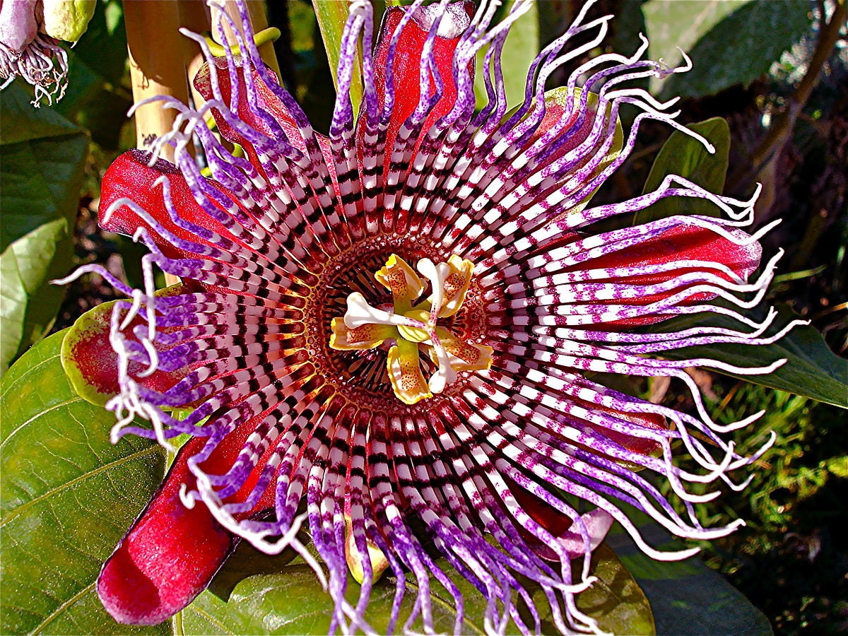 Unique and rare Giant Granadilla - Barbadine - Giant Tumbo - Passiflora Quadrangulais 4 seeds Vesta Market