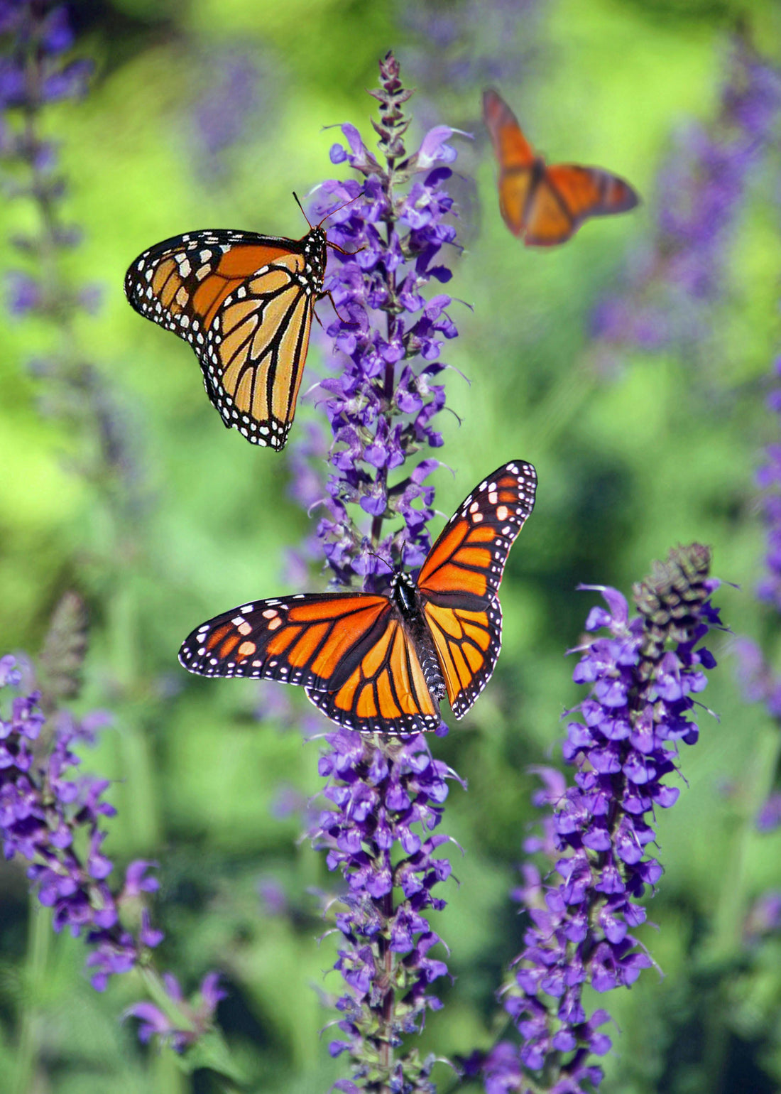 🌱 From Reddit to Reality: Top Gardening Tips and Flower Seeds to Try