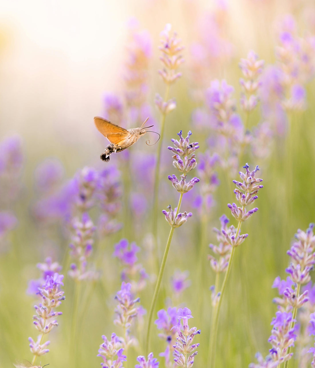 🌸 Grow Wellness: How Planting Flower Seeds Boosts Your Mind and Mood
