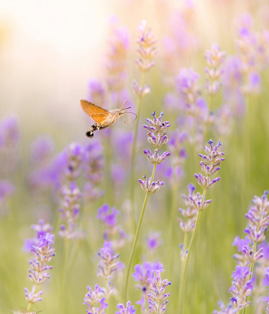 🌸 Grow Wellness: How Planting Flower Seeds Boosts Your Mind and Mood