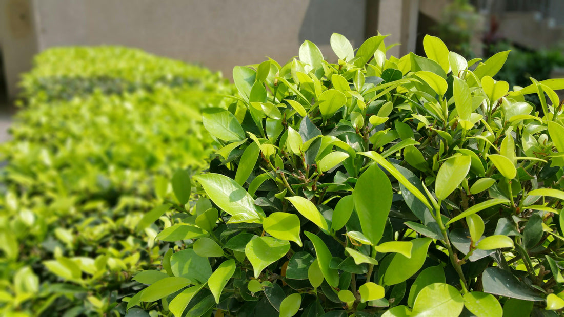 Grow Your Outdoor Oasis: Grass, Trees &amp; Shrubs Seeds from VestaMarket.pl