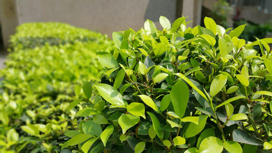 Grow Your Outdoor Oasis: Grass, Trees &amp; Shrubs Seeds from VestaMarket.pl