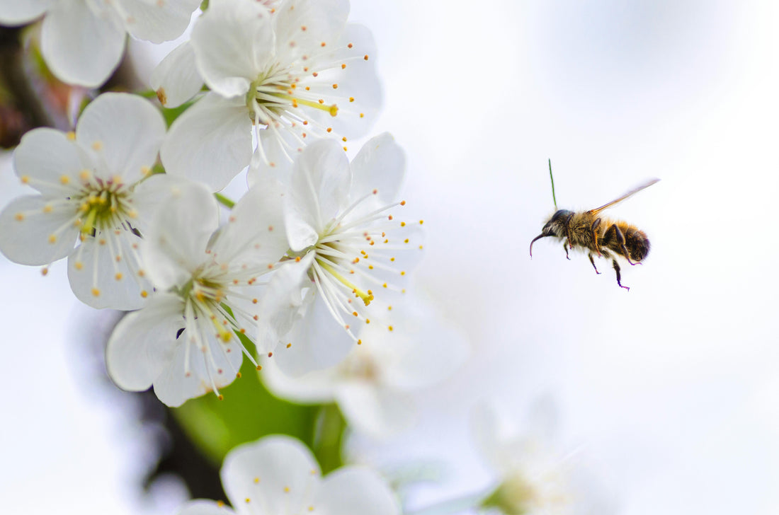 How to Grow Flower Seeds That Attract Pollinators and Support a Healthy Garden