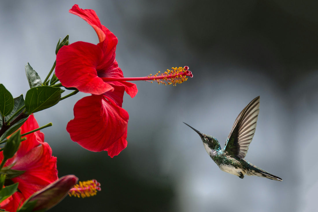 🌼 First Garden? These Easy-to-Grow Flowers Are Perfect for You