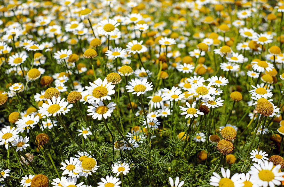 🌼 Creative Ideas to Use Flower Seeds from VestaMarket.pl in Your Garden and Home