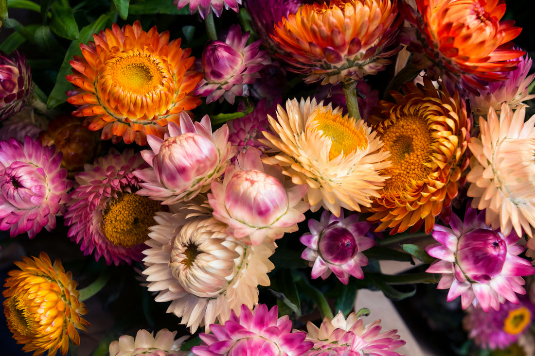From Seed to Bloom: How Planting Flowers Transformed My Balcony (And Can Transform Yours Too)
